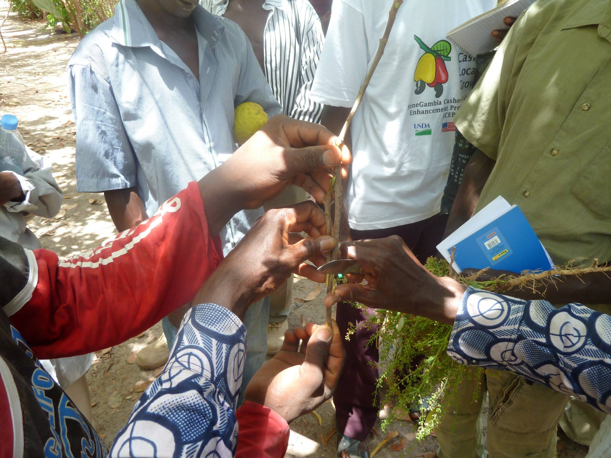 U.S. Ambassador Alsup on SeneGambia Cashew Project