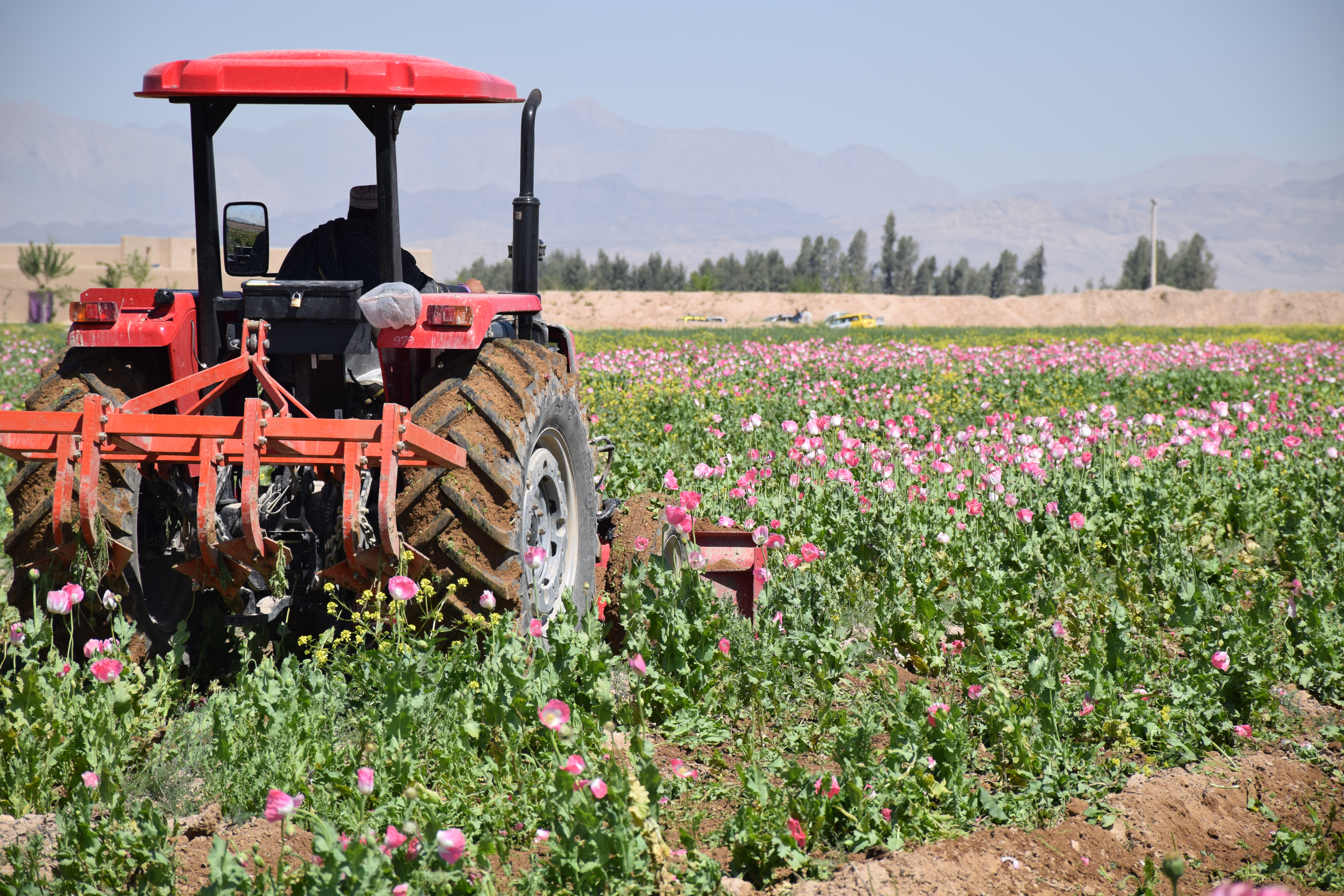 Plowing Under Poppy for Pomegranates