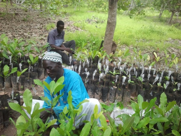 Cashew Value Chain Enhancement Project I & II