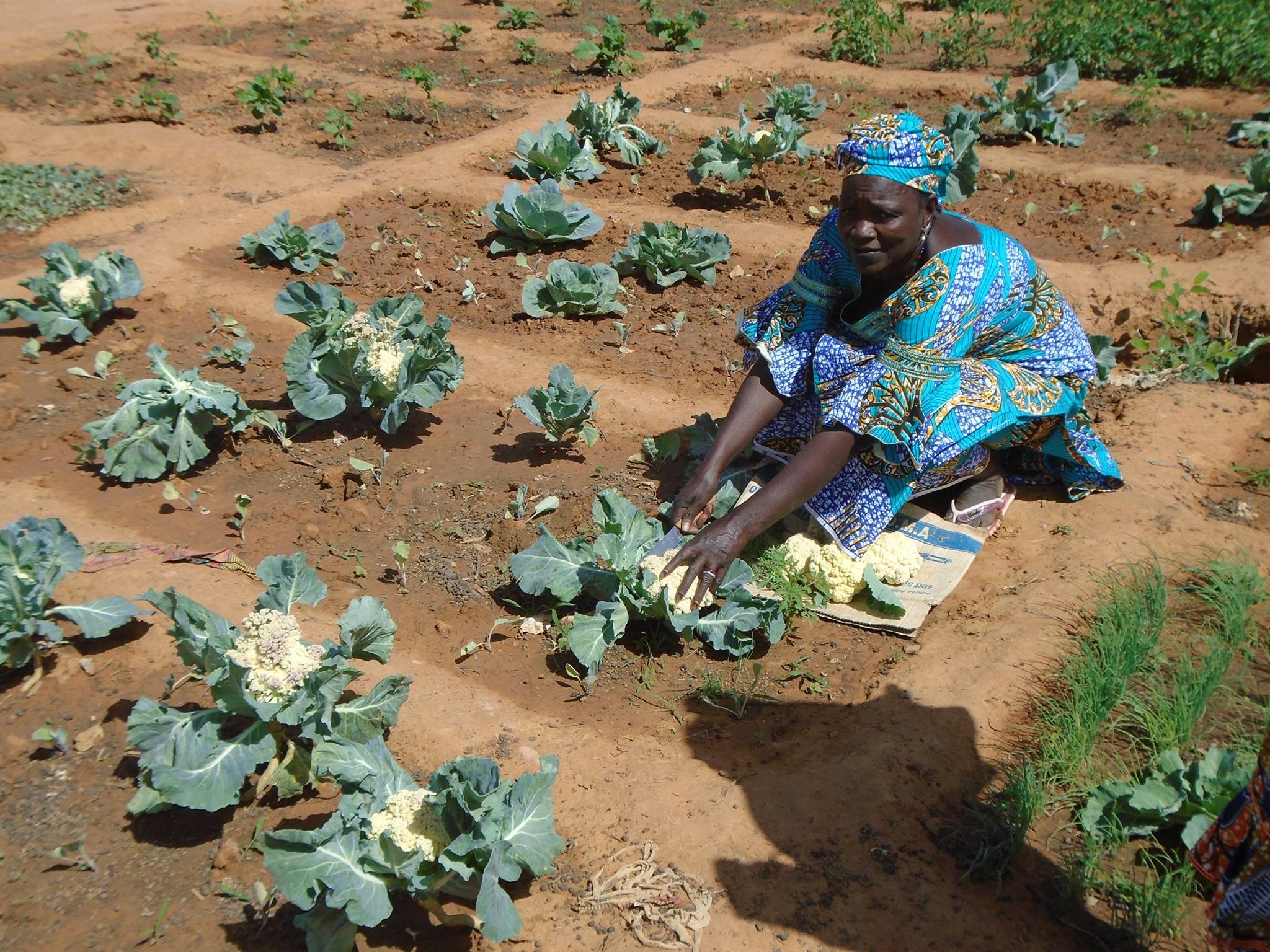 Strengthening Community Initiatives for Climate Resilience Main Image