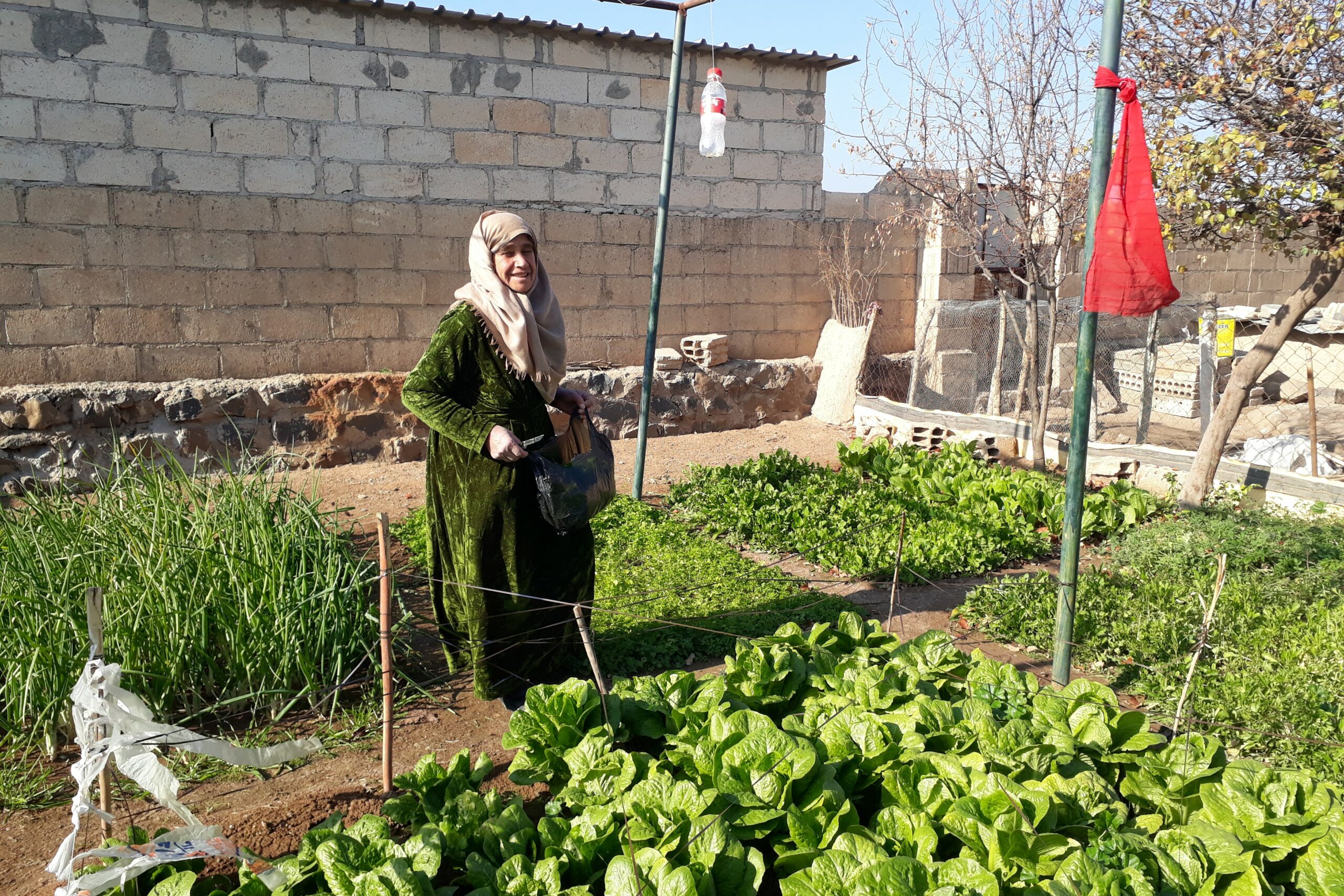 Women Feed Communities with Homestead Vegetable Gardens