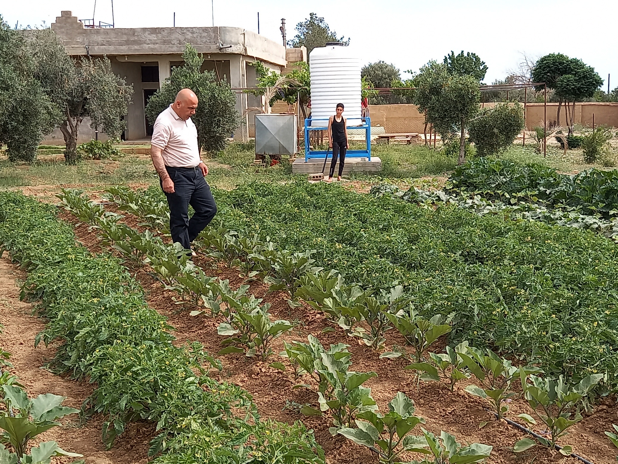 Drip Irrigation Helps 1,000 Families Grow Food in Syria