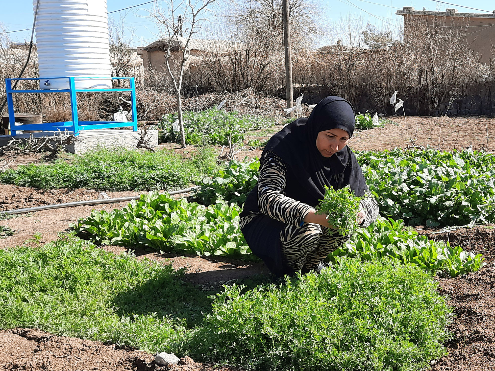Drip Irrigation Helps 1,000 Families Grow Food in Syria