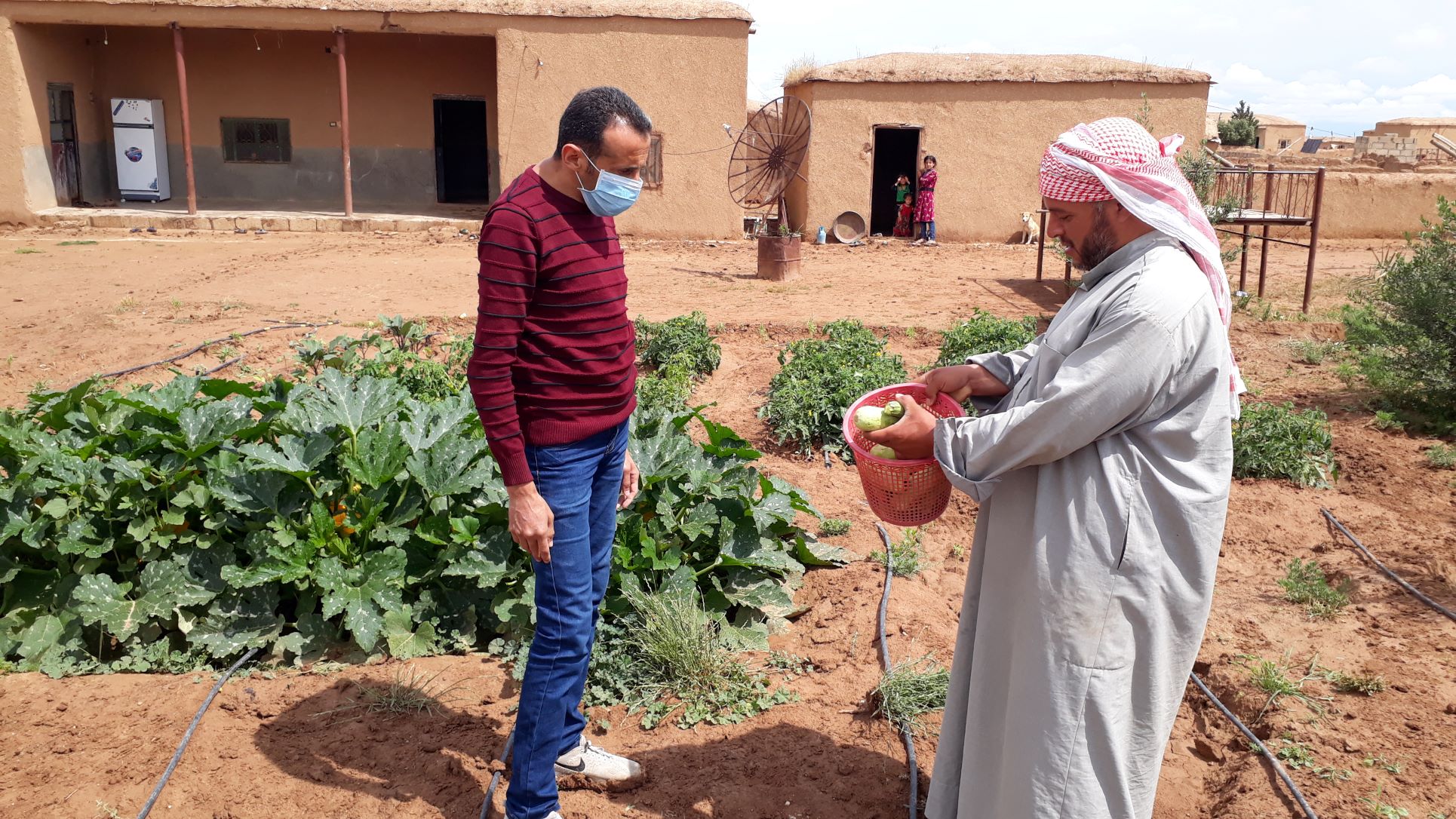 Climate-smart Agriculture Promotes Stability and Livelihoods in Northeast Syria