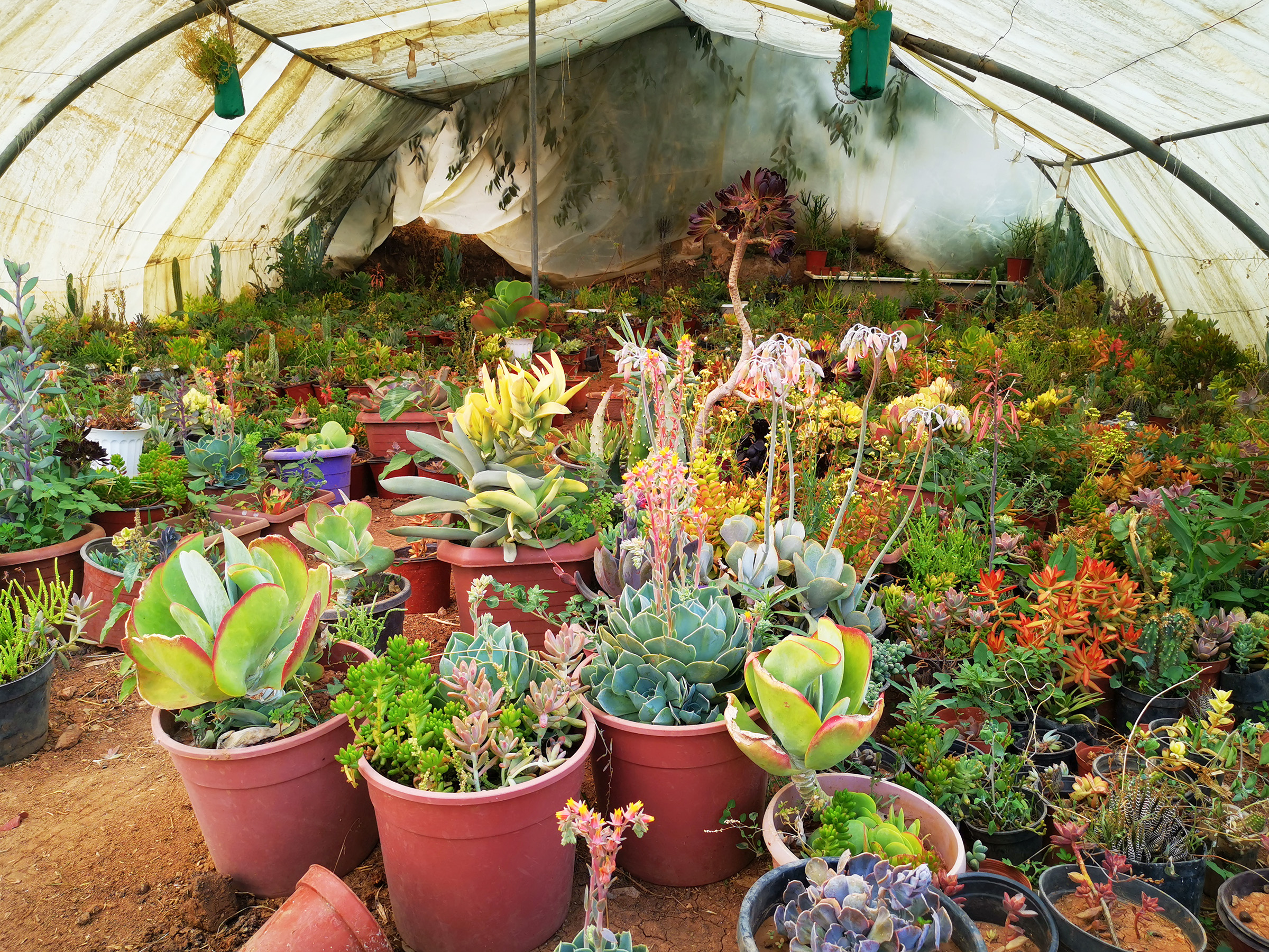 succulents and cacti in a greenhouse