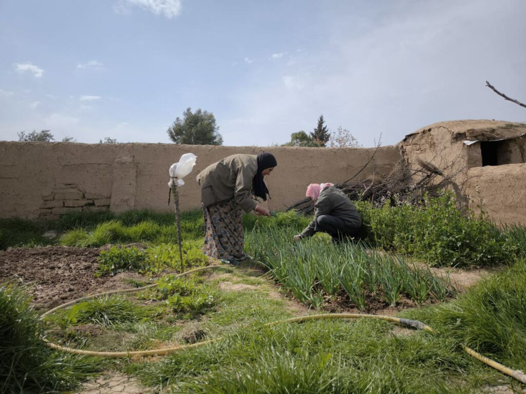 Bread Distributions Save Lives in Northeast Syria - Blumont